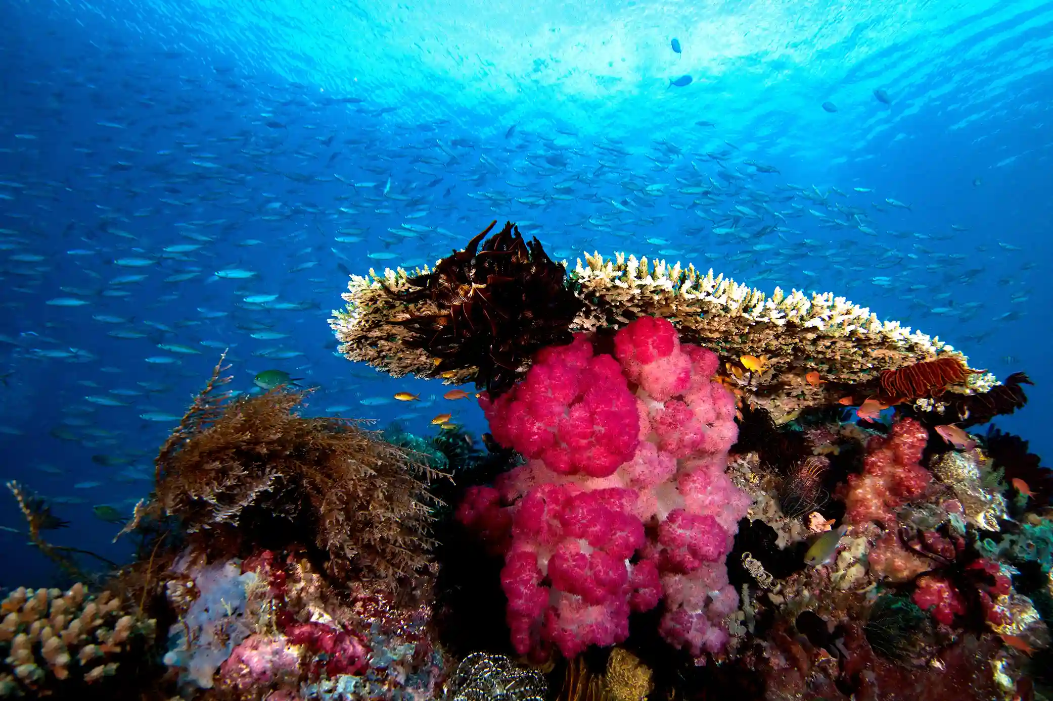 Sardine Reef 珊瑚礁